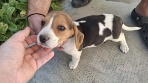 Beagle adorabili  - imagine 2 Beagle adorabili  - imagine 2