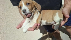 Beagle adorabili  - imagine 5 Beagle adorabili  - imagine 5