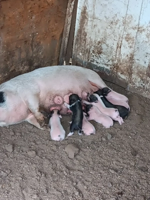 Vând scroafa vietnameza cu 9 purcei 