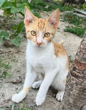 Metisi British Shorthair pui, gratuit - imagine 2