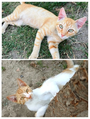 Metisi British Shorthair pui, gratuit