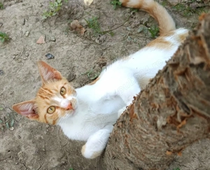 Metisi British Shorthair pui, gratuit - imagine 3