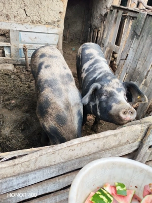 Vând porci în Vaslui - imagine 3 Vând porci în Vaslui - imagine 3