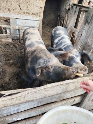 Vând porci în Vaslui - imagine 4 Vând porci în Vaslui - imagine 4