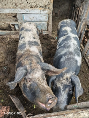 Vând porci în Vaslui - imagine 2 Vând porci în Vaslui - imagine 2