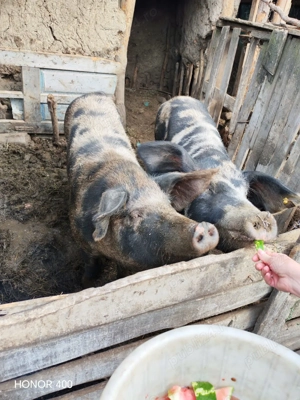 Vând porci în Vaslui - imagine 5 Vând porci în Vaslui - imagine 5