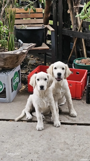 Golden retriever fetita - imagine 2
