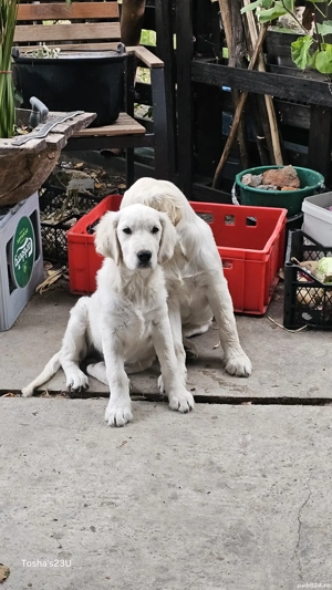 Golden retriever fetita - imagine 3