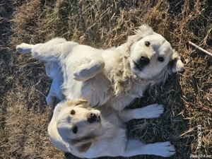 Golden retriever fetita - imagine 5