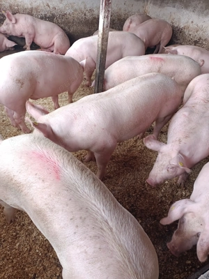 Vând porci de carne