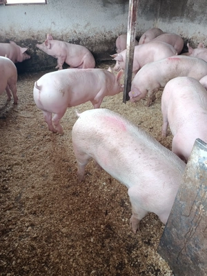 Vând porci de carne  - imagine 4