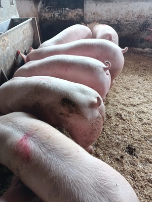 Vând porci de carne  - imagine 2