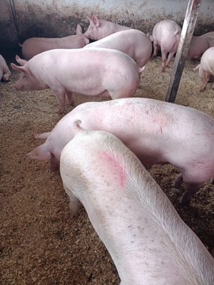 Vând porci mari  - imagine 3 Vând porci mari  - imagine 3