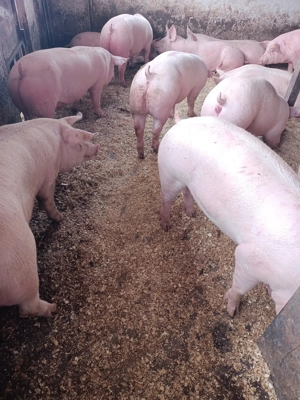 Vând porci de carne  - imagine 3