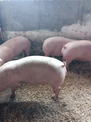 Vând porci de carne 