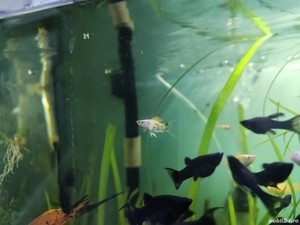 pesti acvariu tetra color molly negru galben platy xifo lira - imagine 3