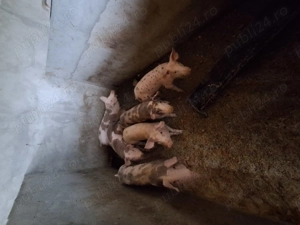 Vand purcei petrean - imagine 2