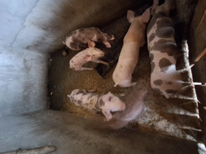 Vand purcei petrean - imagine 3