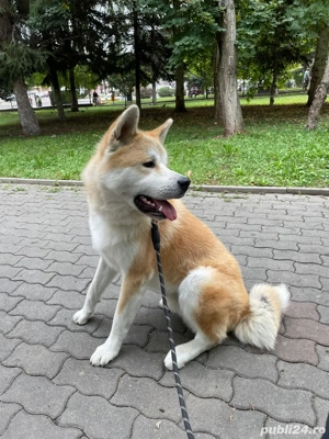 Mascul Akita Inu caută parteneră - imagine 2