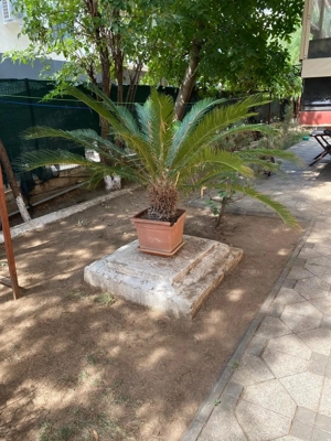 Vând urgent un palmier și două plante yucca. - imagine 2