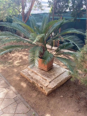 Vând urgent un palmier și două plante yucca. - imagine 4