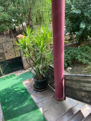 Vând urgent un palmier și două plante yucca. - imagine 5