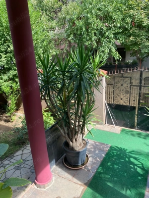 Vând urgent un palmier și două plante yucca. - imagine 3
