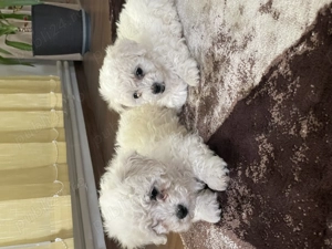 bichon frize nascuti pe 23 iulie - imagine 2