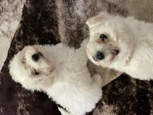 bichon frize nascuti pe 23 iulie