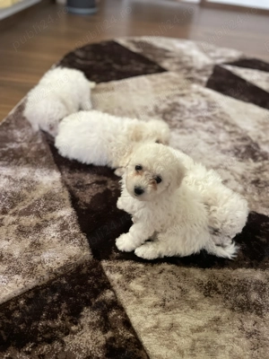 bichon frize nascuti pe 23 iulie - imagine 3