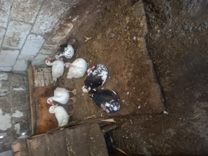 Rate lesesti  - imagine 4