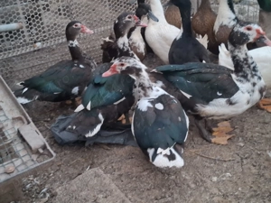 Rate lesesti  - imagine 3