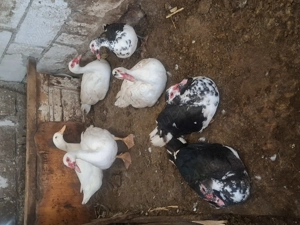 Rate lesesti  - imagine 2