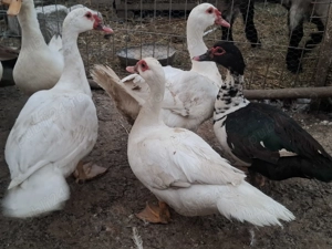 Rate lesesti  - imagine 5