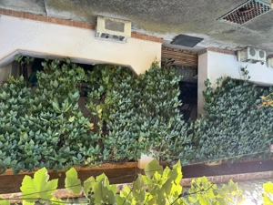 Vând casa Moniom Caras-Severin la 3 km de Resita  - imagine 3