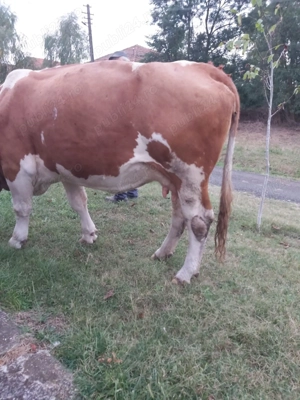 Vând vaca bălțată românească  - imagine 2 Vând vaca bălțată românească  - imagine 2