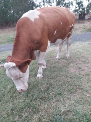 Vând vaca bălțată românească  - imagine 3 Vând vaca bălțată românească  - imagine 3