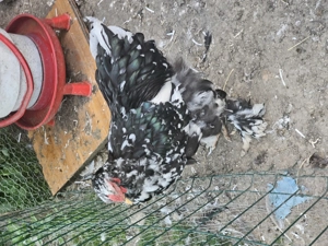 Tineret brahma negru bobat - imagine 2