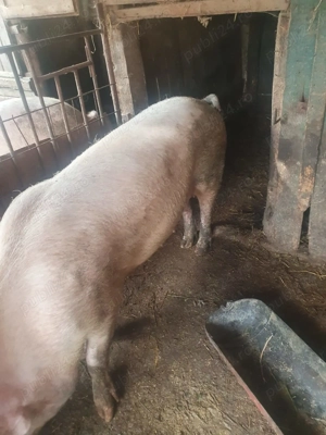 Vând purcei 7 saptamâni 