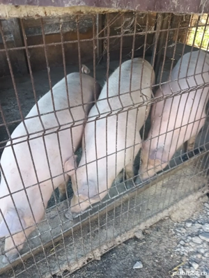 porci mari de vazare