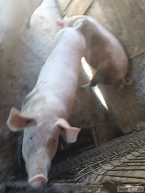 porci mari de vazare - imagine 4 porci mari de vazare - imagine 4