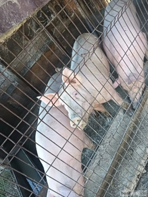 porci mari de vazare - imagine 2 porci mari de vazare - imagine 2