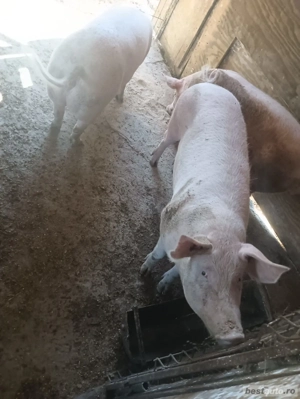 porci mari de vazare - imagine 5 porci mari de vazare - imagine 5