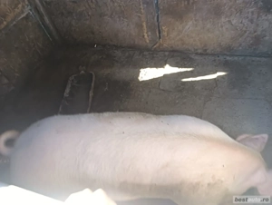 porci mari de vazare - imagine 3 porci mari de vazare - imagine 3