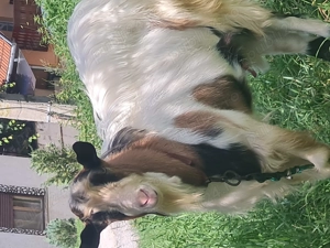  Tap frumos , bland ,bun   pentru imperechere ,de vanzare in !Sighisoara