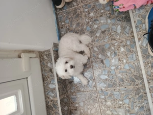 Vând cățelușe bison maltez  - imagine 2