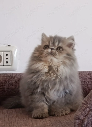 Pisici persane - imagine 4