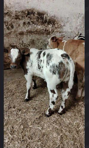 Vitel belgian  120 130 kg 