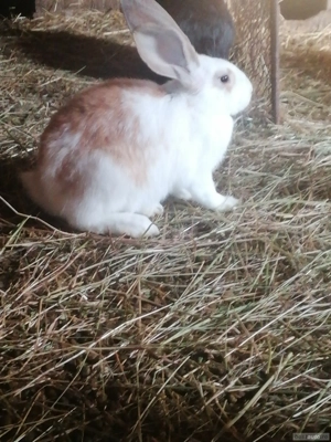 Iepuri de rasa mare  - imagine 5