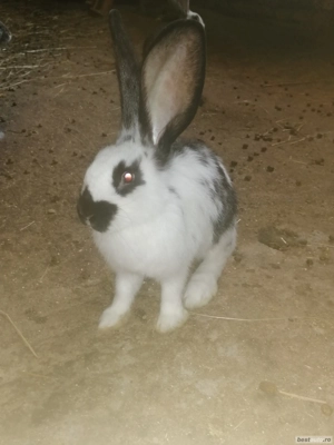 Iepuri de rasa mare  - imagine 3